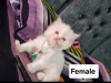 Parsian kitten